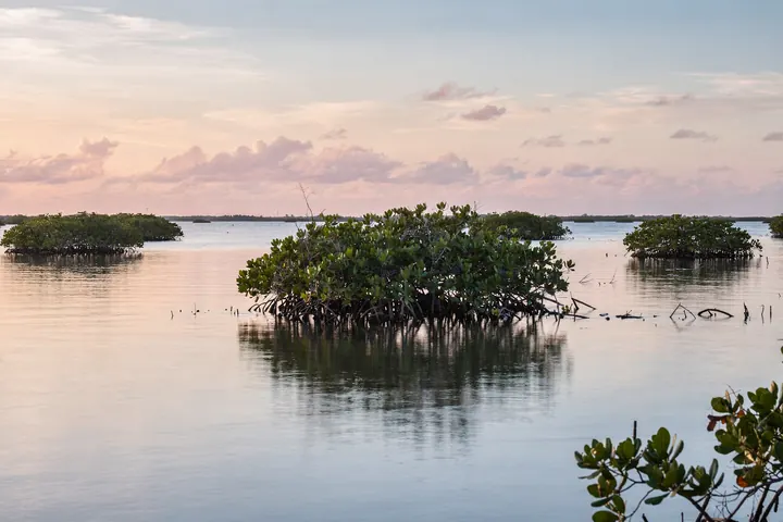 Calm dawn light over a wide Gulf coast estuary, mangroves and still water reaching to the horizon
