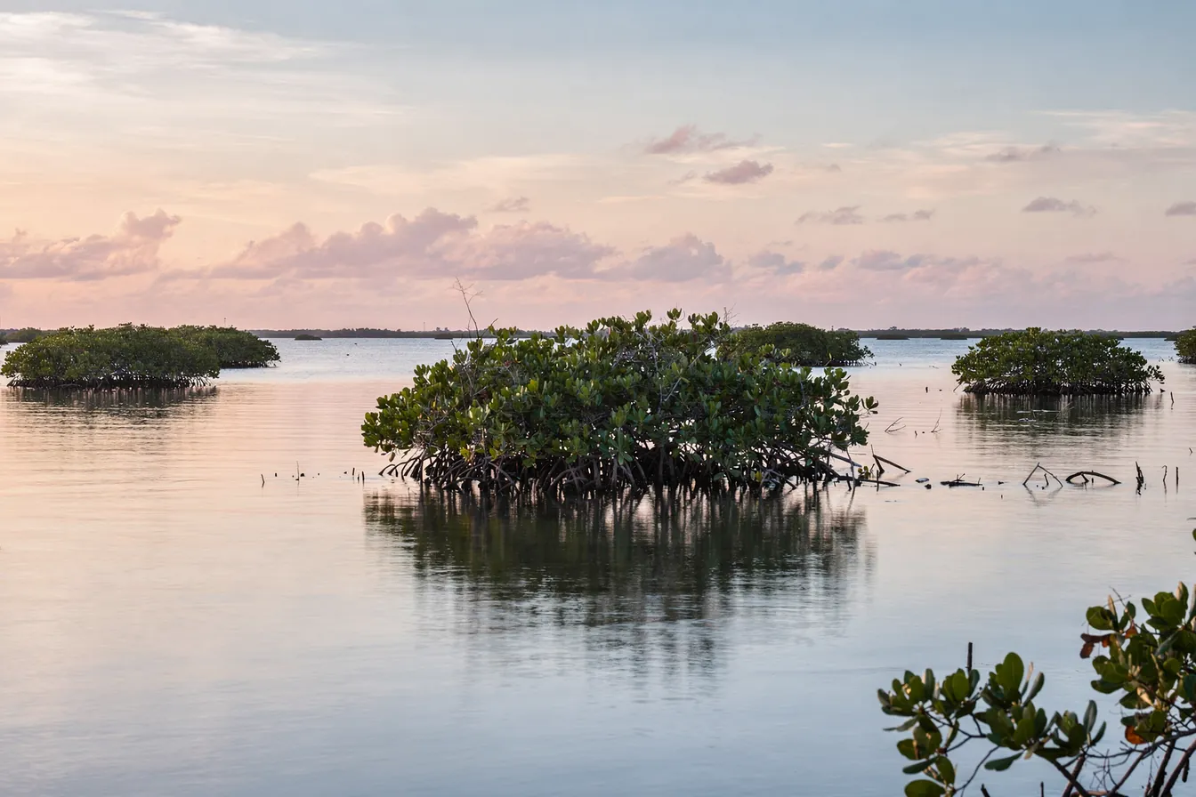 Calm dawn light over a wide Gulf coast estuary, mangroves and still water reaching to the horizon