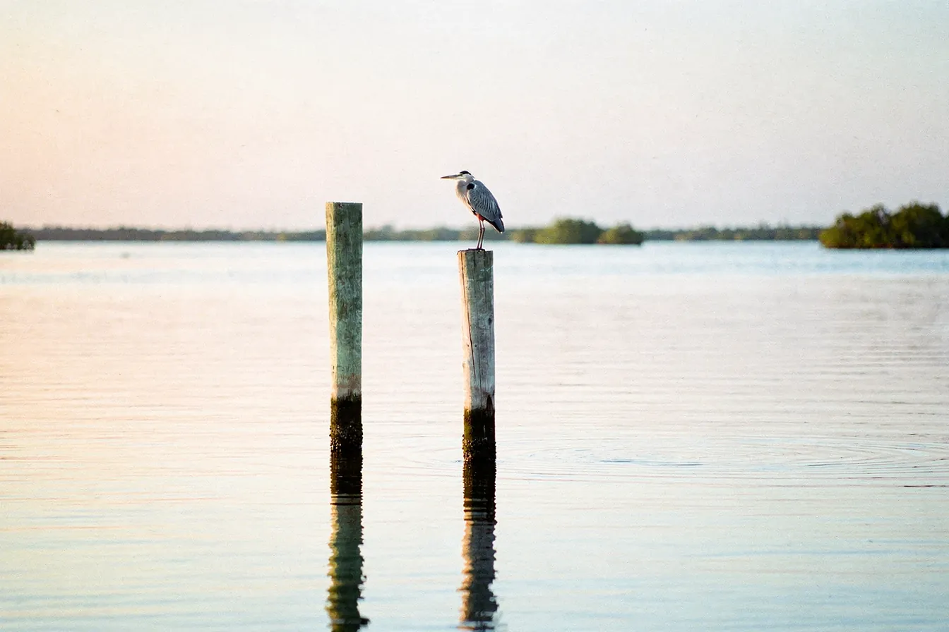 A plain wooden channel post in still water at dawn with a heron perched on top