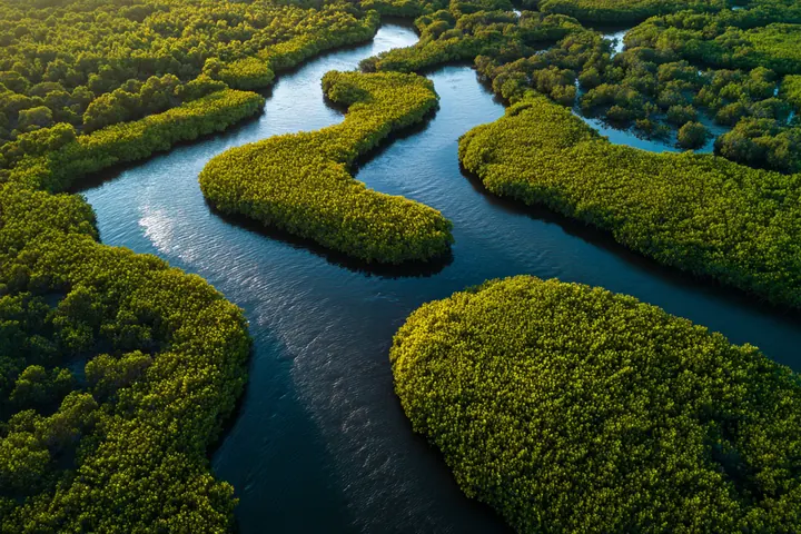 An aerial view of mangrove islands and a winding river channel in late light