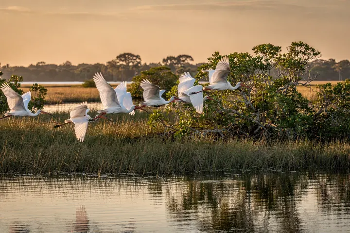 A flock of white ibis lifting off over a Southwest Florida marsh at golden hour