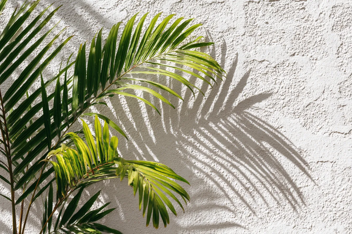 Palm fronds and their shadows against a white stucco wall in sun