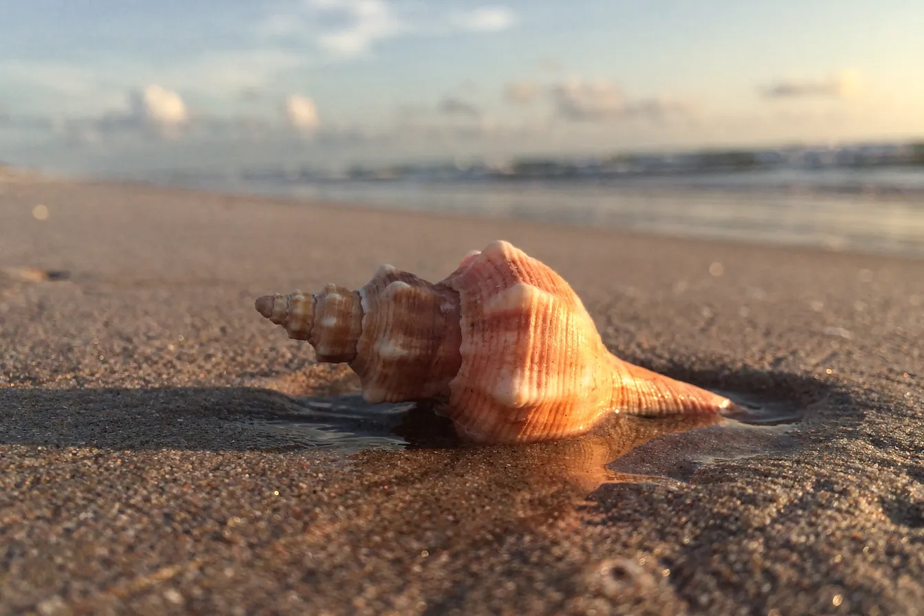 A conch shell resting on smooth wet sand at the waterline