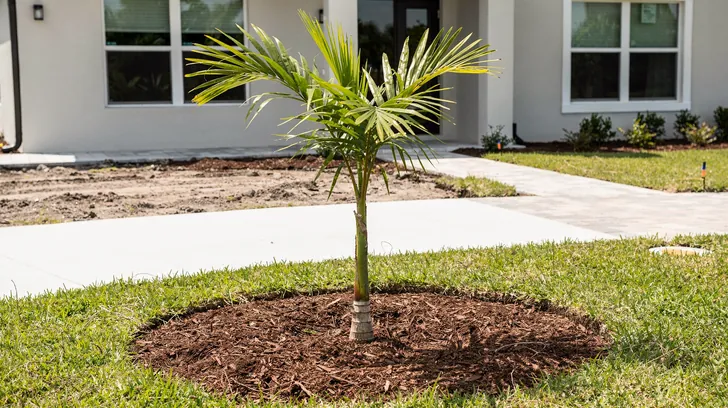 A young palm newly planted in a ring of fresh mulch on the lawn of a new home