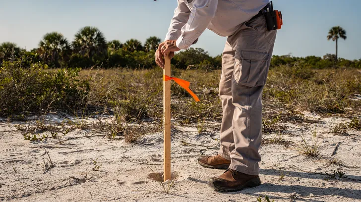 A surveyor pressing a wooden stake with orange ribbon into a sandy lot of scrub and palms